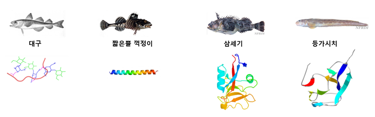 (그림 4) 물고기와 부동 단백질