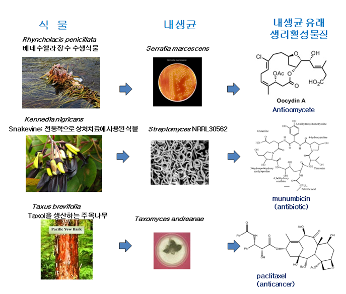 그림1. 식물 내생균 유래 생리활성 물질의 예.