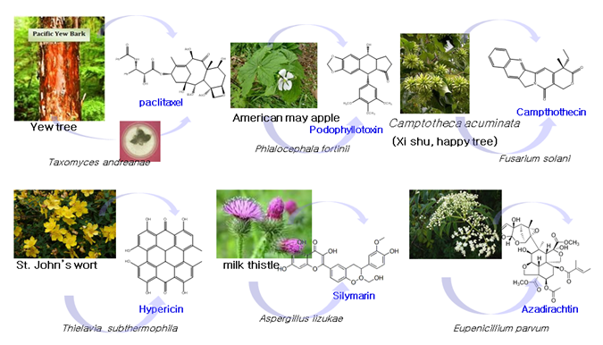 그림 2. 약용식물의 내생균이 생산하는 대사체들